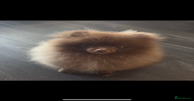 Pomeranian dogs - Advert 15
