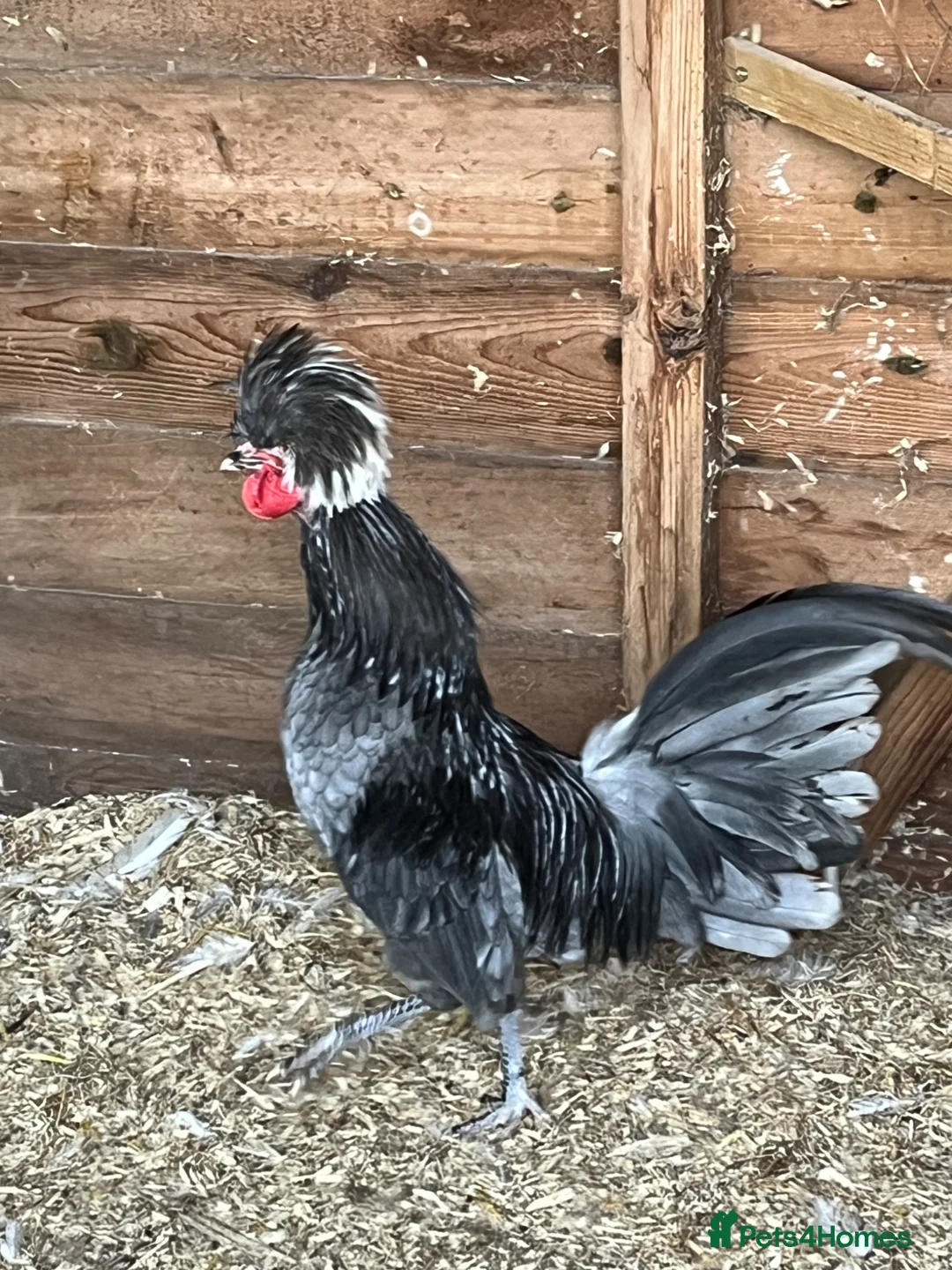 Chickens poultry for sale: Two stunning bantam boys in Huntingdon - Advert 2