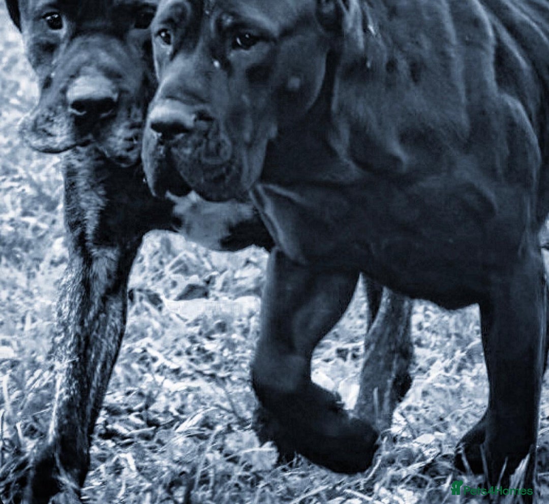 Presa Canario dogs for sale: Presa Canario Puppies (Recognised Breeder) - Advert 2