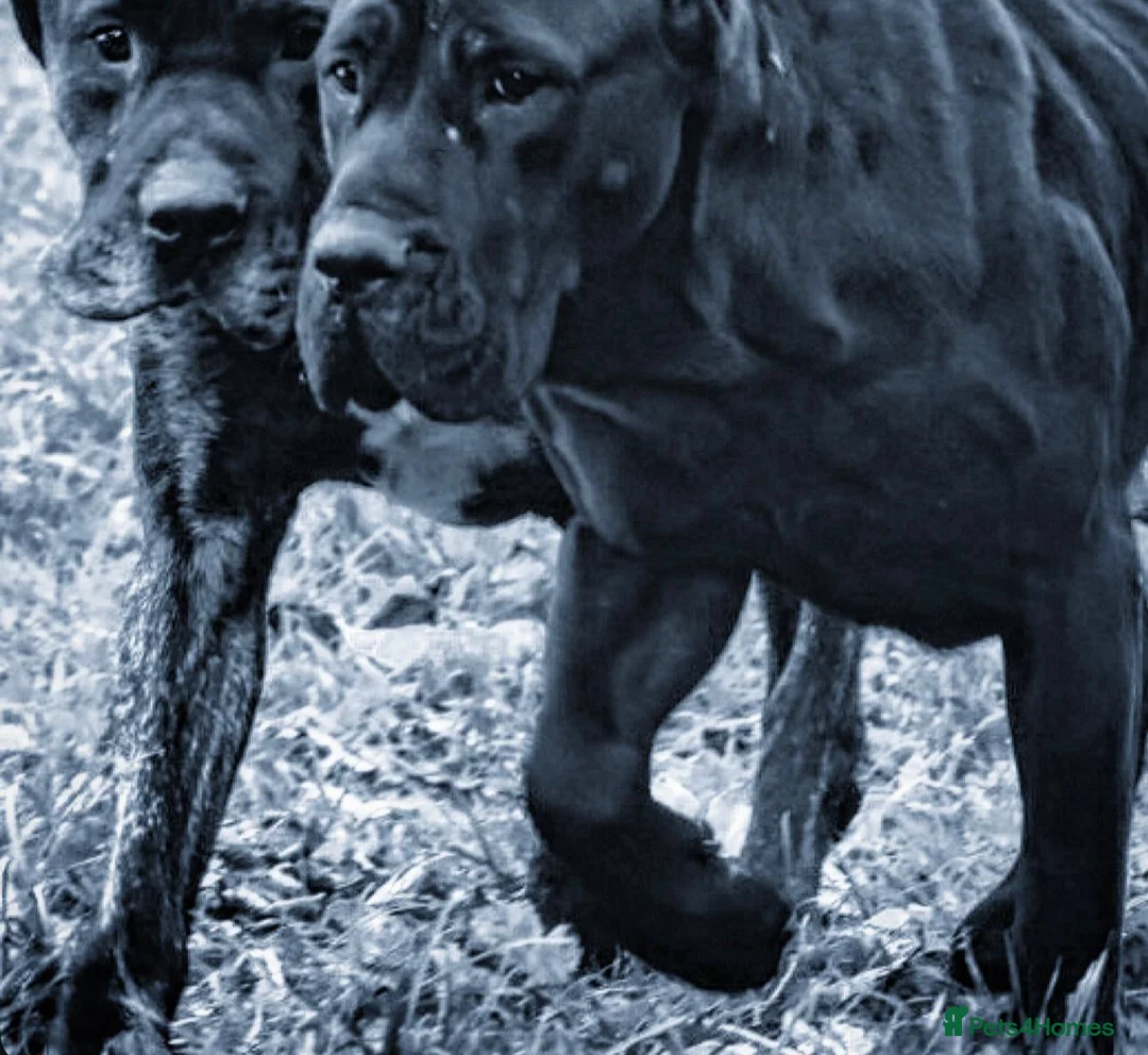 Presa Canario dogs for sale: Presa Canario Puppies (Recognised Breeder) - Advert 2