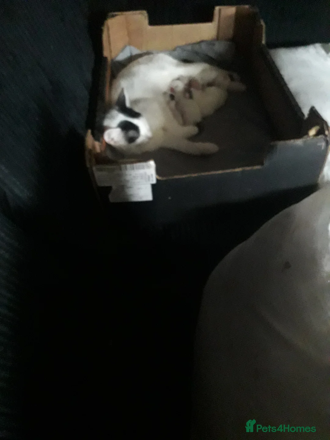 Siamese cats for sale: 5 beautiful kittens  - Advert 3