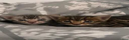 Bengal cats for sale: 2 bengal kittens for sale  - Advert 9
