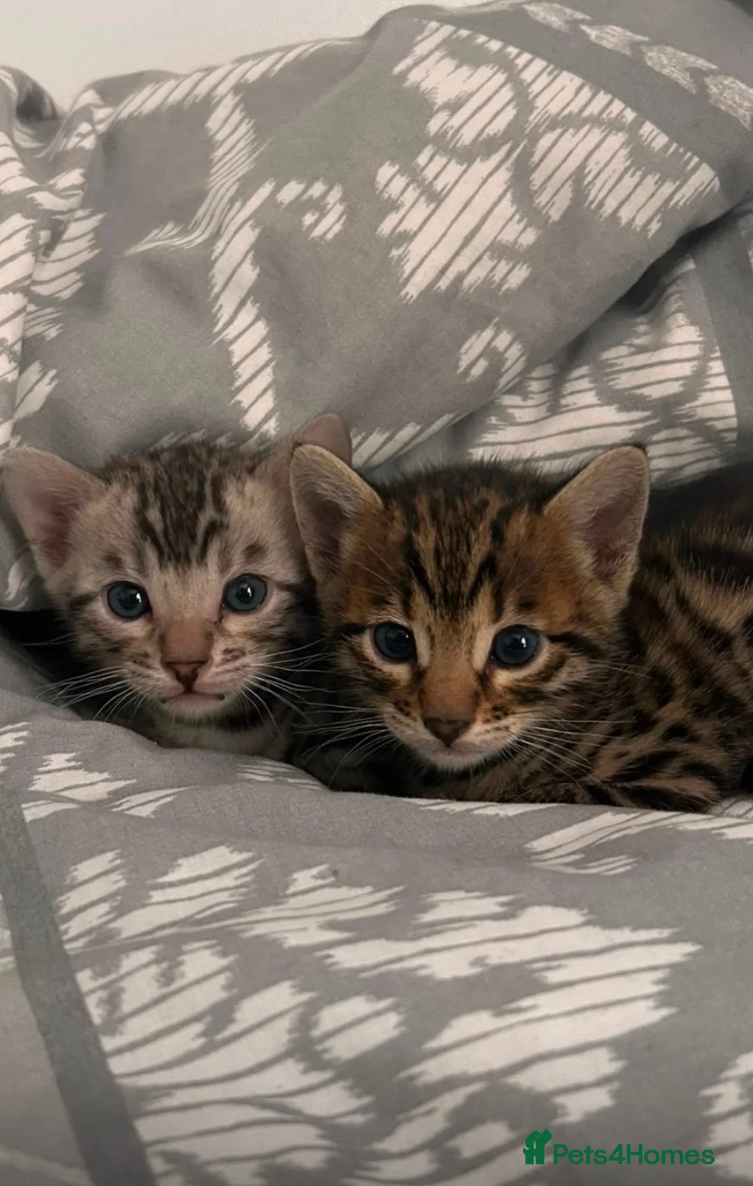 Bengal cats for sale: 2 bengal kittens for sale  - Advert 9