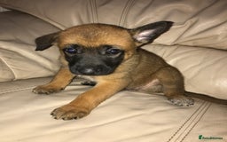 Belgian Shepherd Dog dogs for sale: Belgian Malinois puppy’s  - Image 20