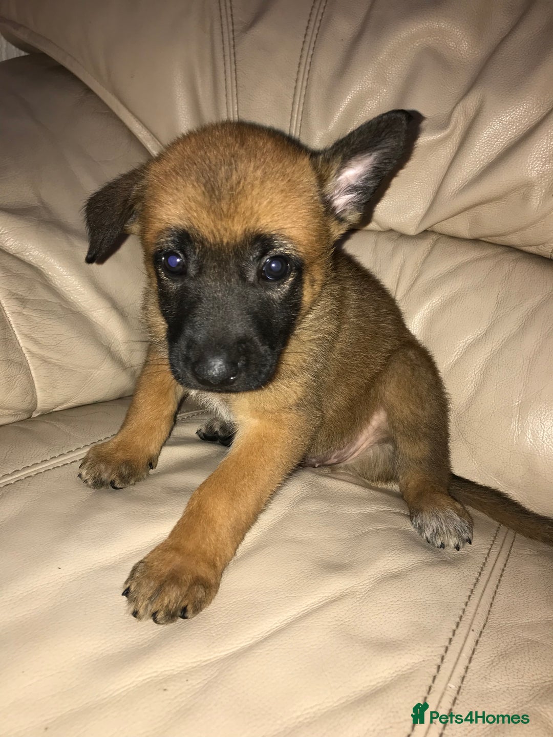 Belgian Shepherd Dog dogs for sale: Belgian Malinois puppy’s  - Image 20