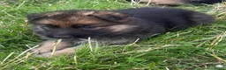 German Shepherd dogs for sale: German shepherd pups - Advert 12