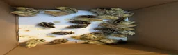 Quail poultry for sale: Quails - Advert 4