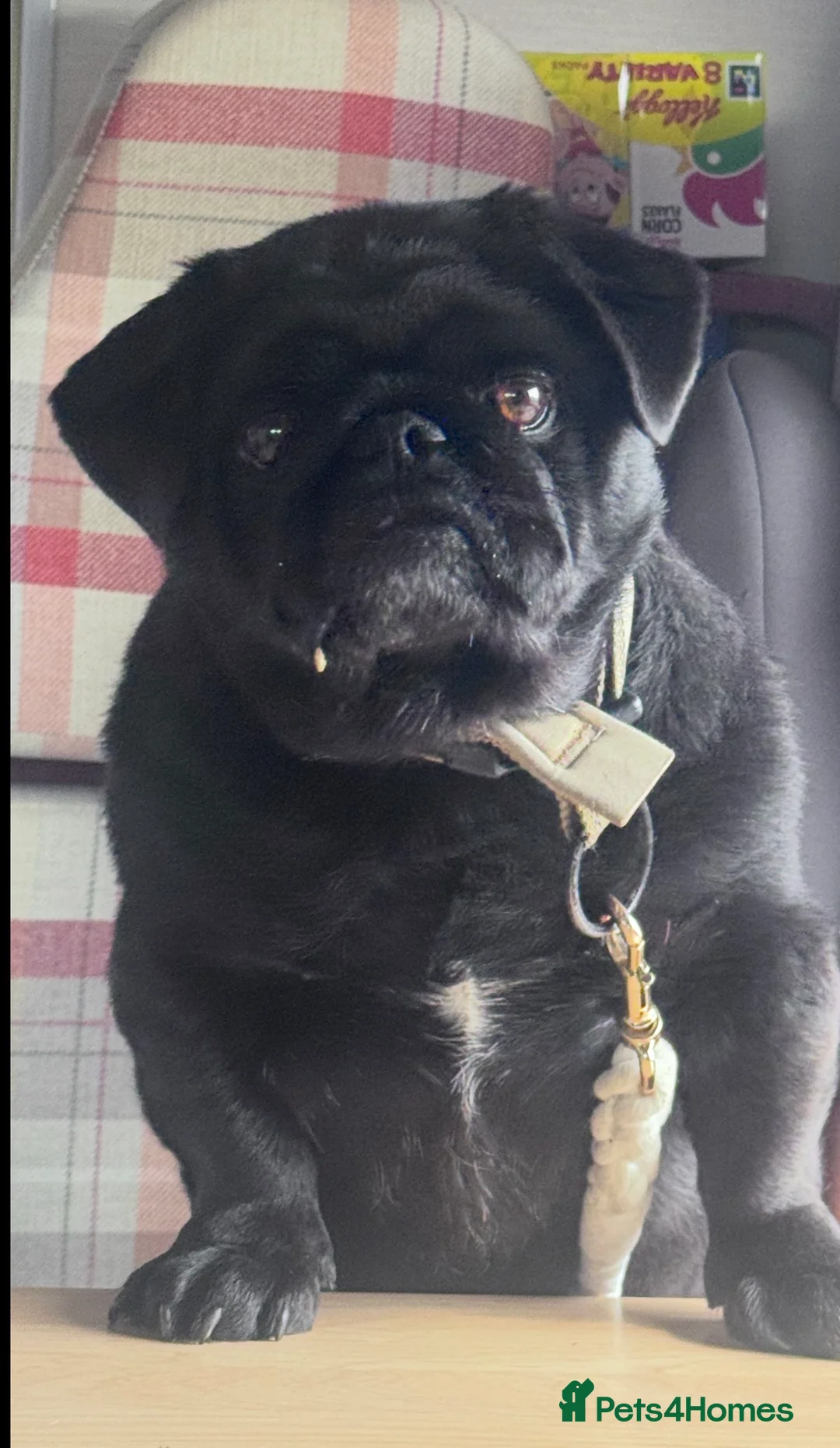 Mixed Breed dogs for sale: Meet Martin:Ready to Be Someone’s Best Friend - Advert 6