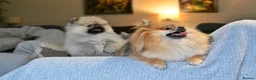Pomeranian dogs for sale: Gorgeous small Pomeranian puppies 🐻 - Advert 9