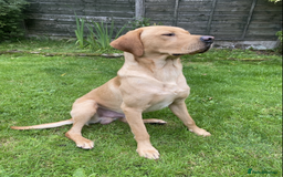 Labrador Retriever dogs for sale: Trained KC registered Labrador - Image 2