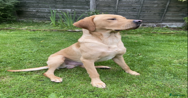 Labrador Retriever dogs - Advert 3