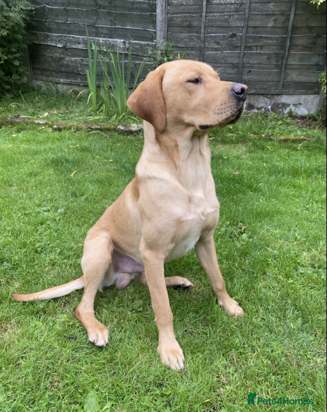 Labrador Retriever dogs for sale: Trained KC registered Labrador - Image 2