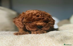 Toy Poodle dogs for sale: Purebred Toy Poodles Puppies Loving Homes! - Image 14