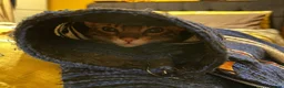 Bengal cats for sale: ❤️⭐️ Exceptional Bengal Male ⭐️❤️ - Advert 11