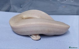 Python Snake reptiles for sale: Royal Python Morphs Males - Image 13