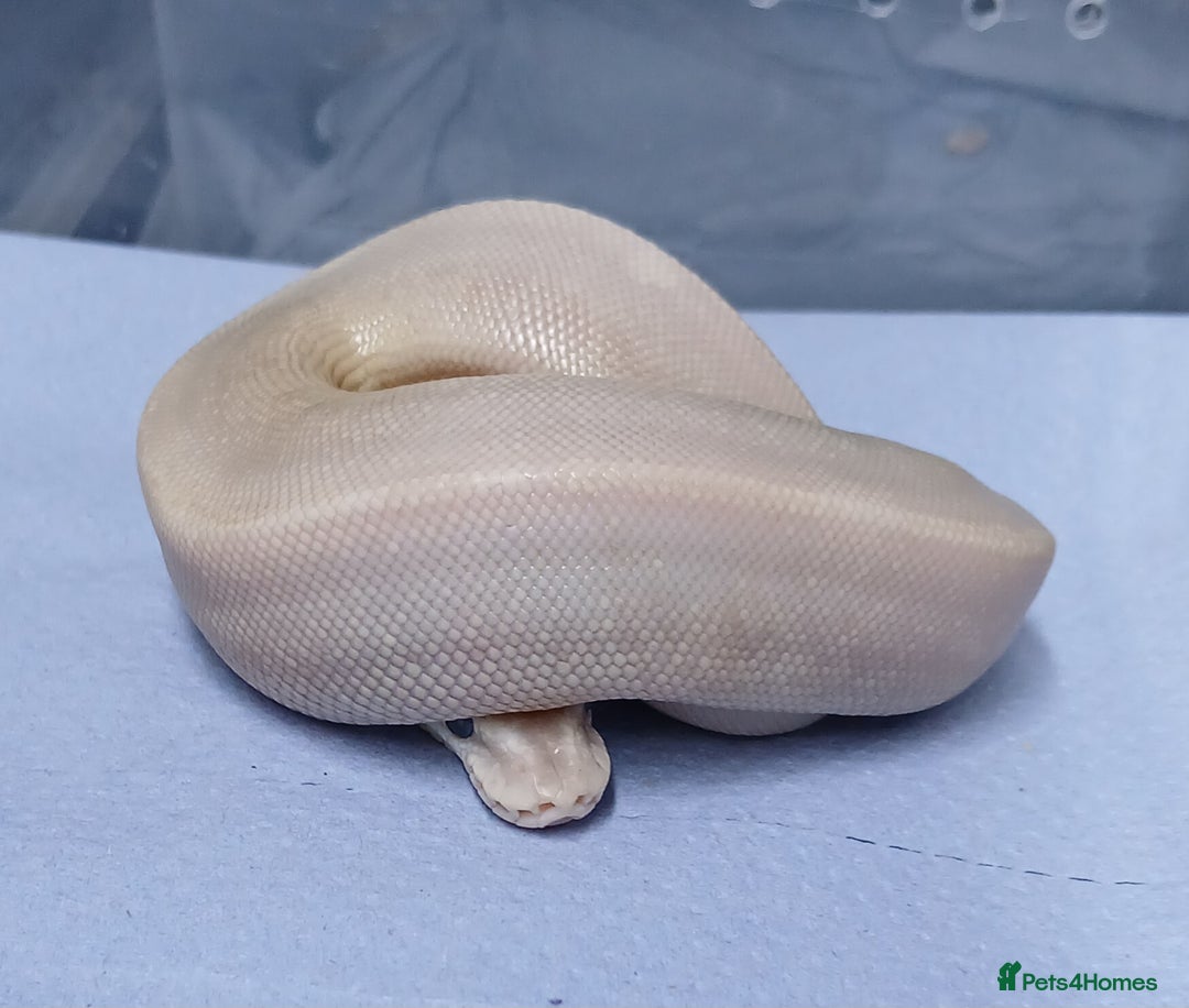 Python Snake reptiles for sale: Royal Python Morphs Males - Image 13