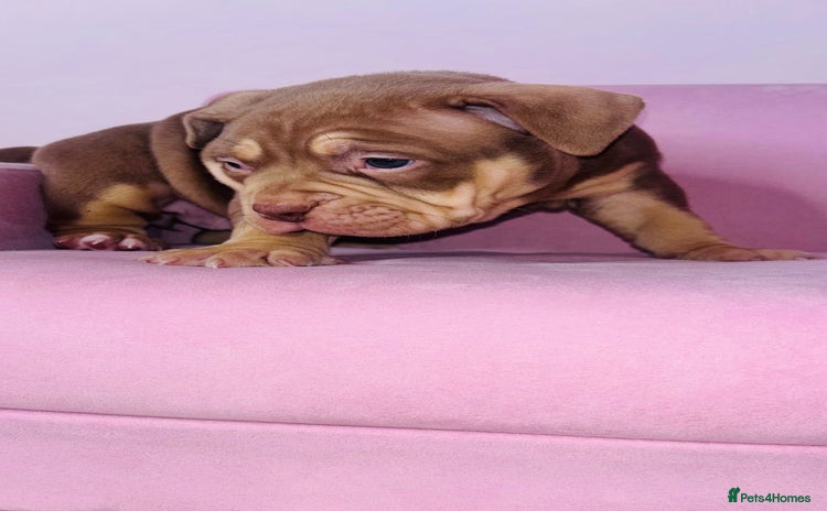 American Bully dogs Pocket bully pups ready too leave 11th dec - Advert 1