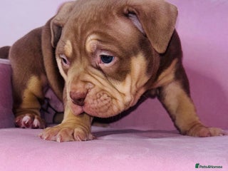 American Bully dogs Pocket bully pups ready too leave 11th dec - Advert 1