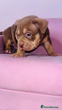 American Bully dogs Pocket bully pups ready too leave 11th dec - Advert 1