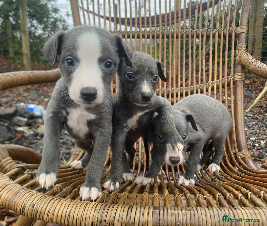 Whippet dogs for sale: Stunning whippet pups - Advert 8