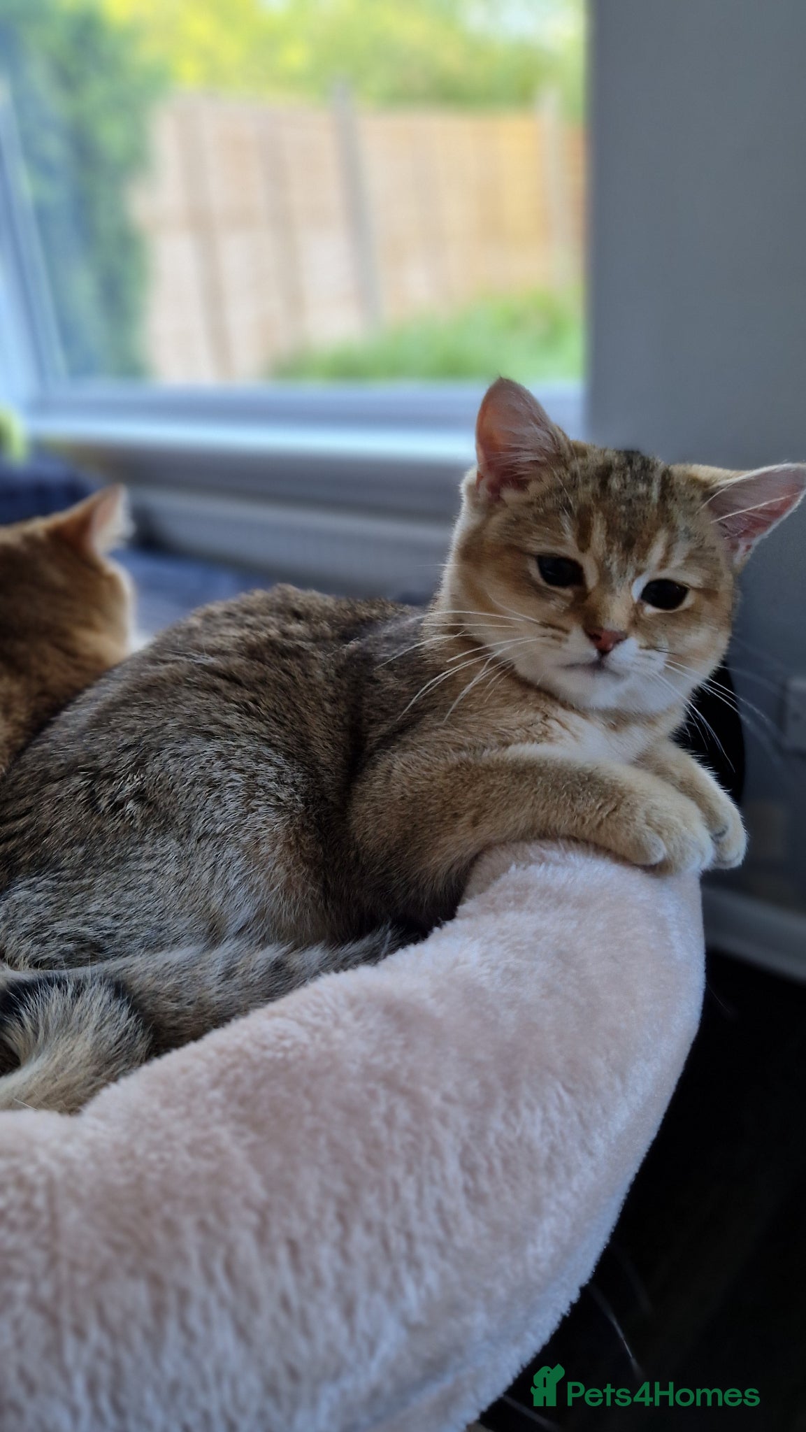 British Shorthair cats British shorthair golden last girl 1000£ - Advert 12