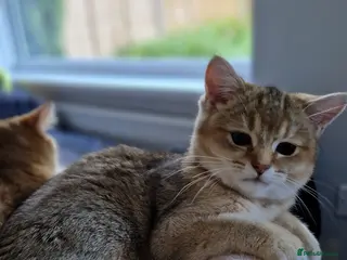 British Shorthair cats British shorthair golden last girl 1000£ - Advert 1