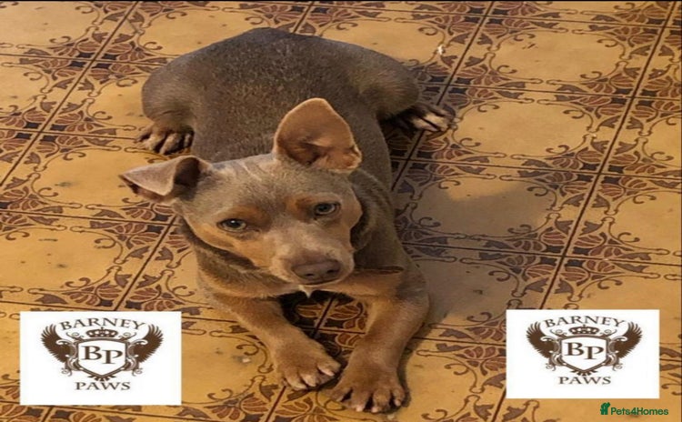 Jack Russell dogs - Advert 1