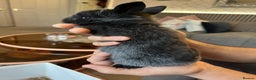 Lionhead rabbits for sale: Lion head baby rabbits for sale  - Advert 2
