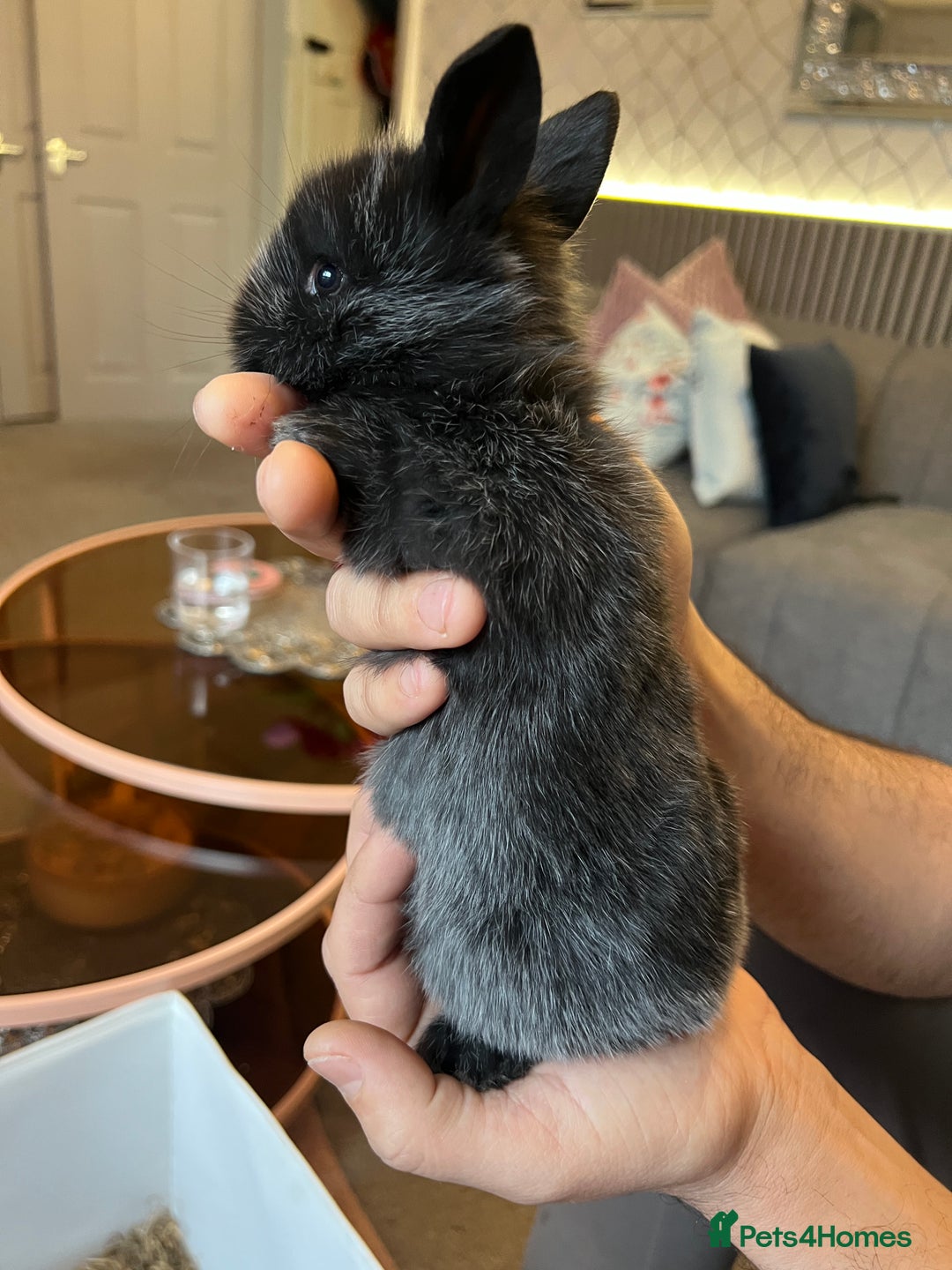 Lionhead rabbits for sale: Lion head baby rabbits for sale  - Advert 2