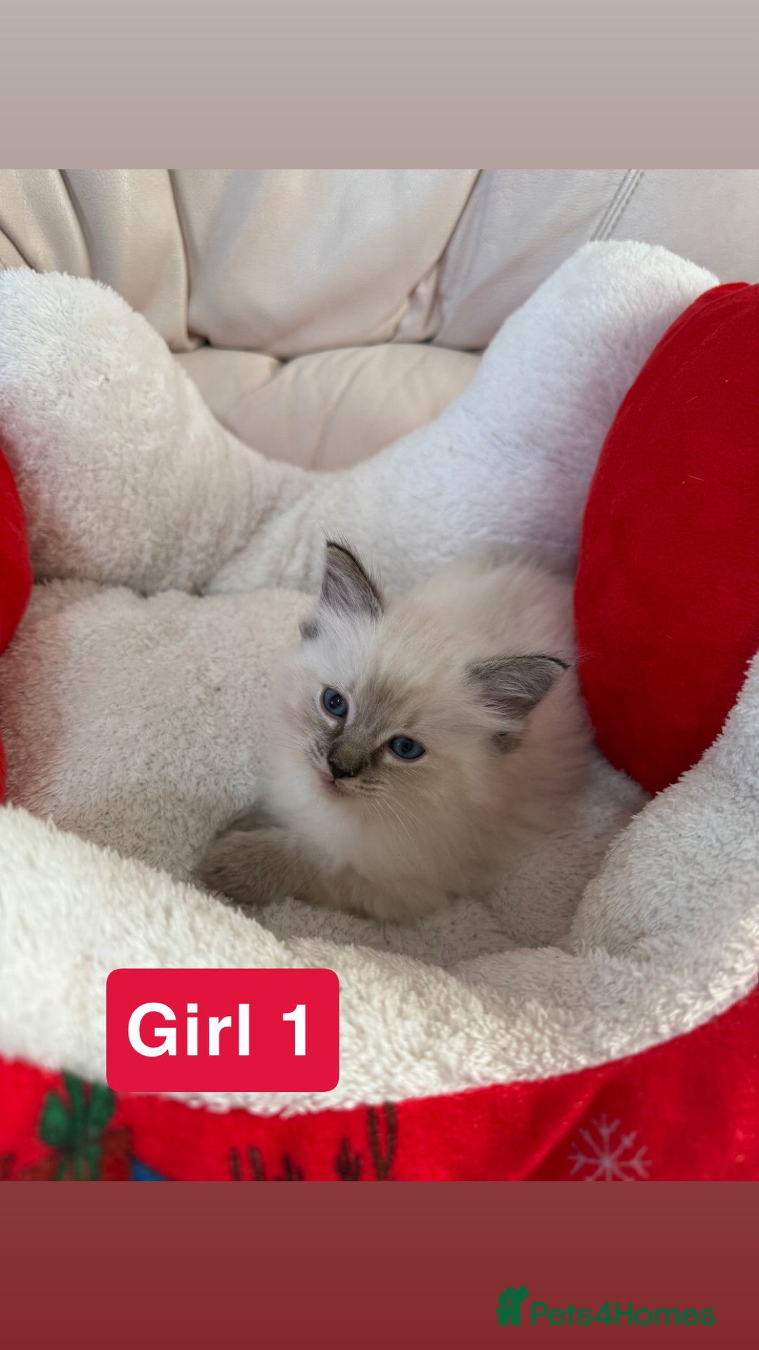 Ragdoll cats for sale: Stunning litter of ragdoll kittens  - Advert 12