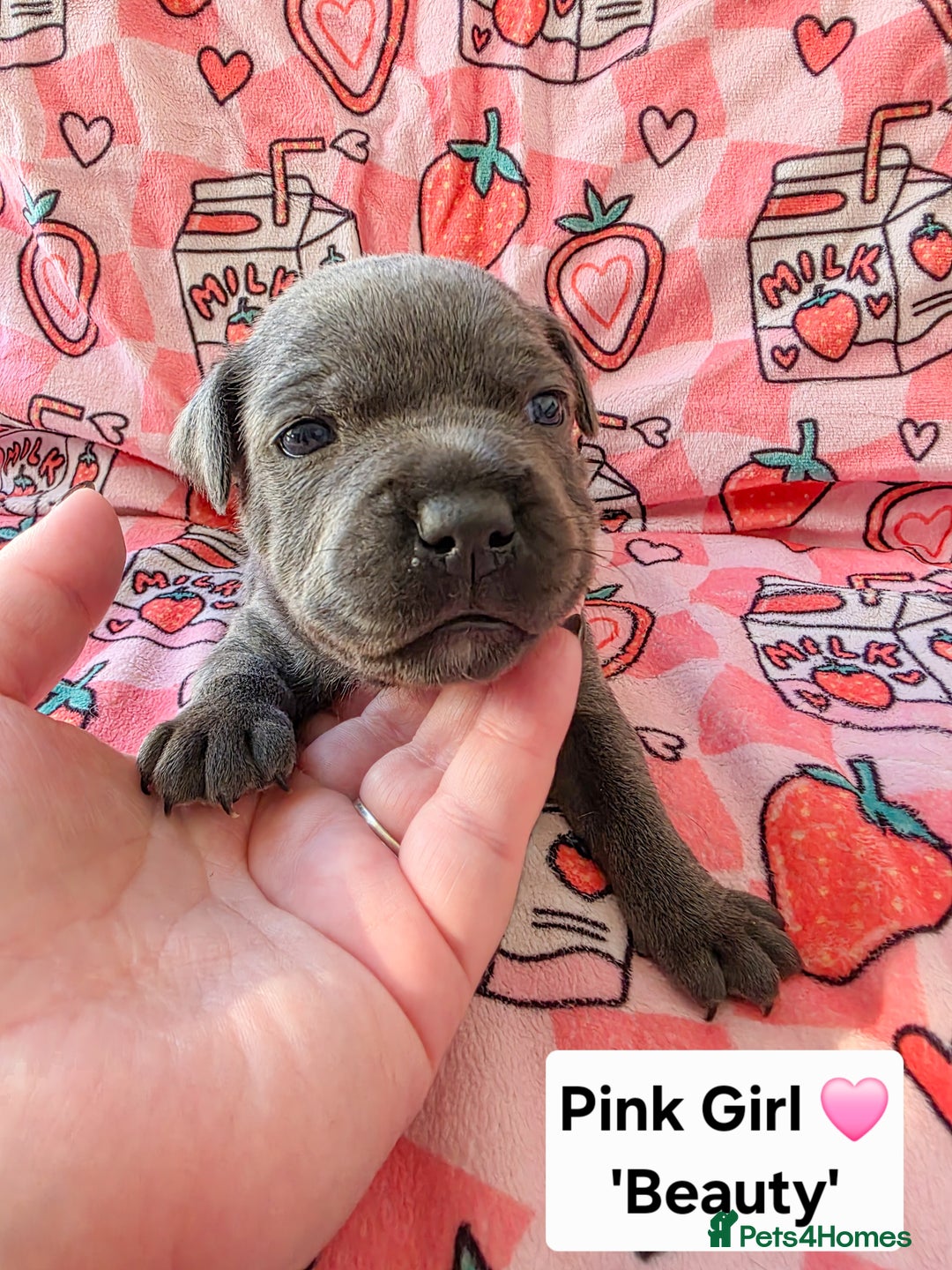 Staffordshire Bull Terrier dogs for sale: Gorgeous Chunky KC Blue Staffy Puppies - Image 9