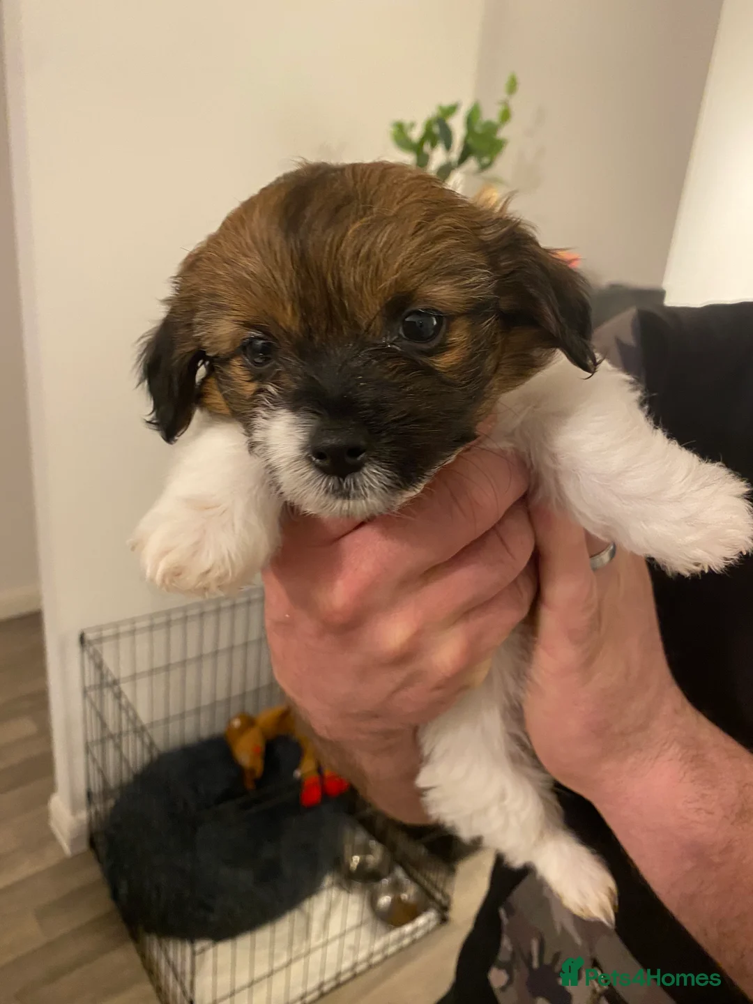 Shih Tzu dogs for sale: Beautiful tiny shihtzu  - Advert 2