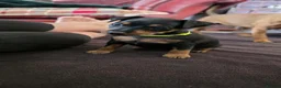 Miniature Pinscher dogs for sale: Krieger Miniature Pinschers  - Advert 5