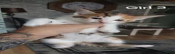 Mixed Breed cats for sale: 4 kittens  - Advert 14
