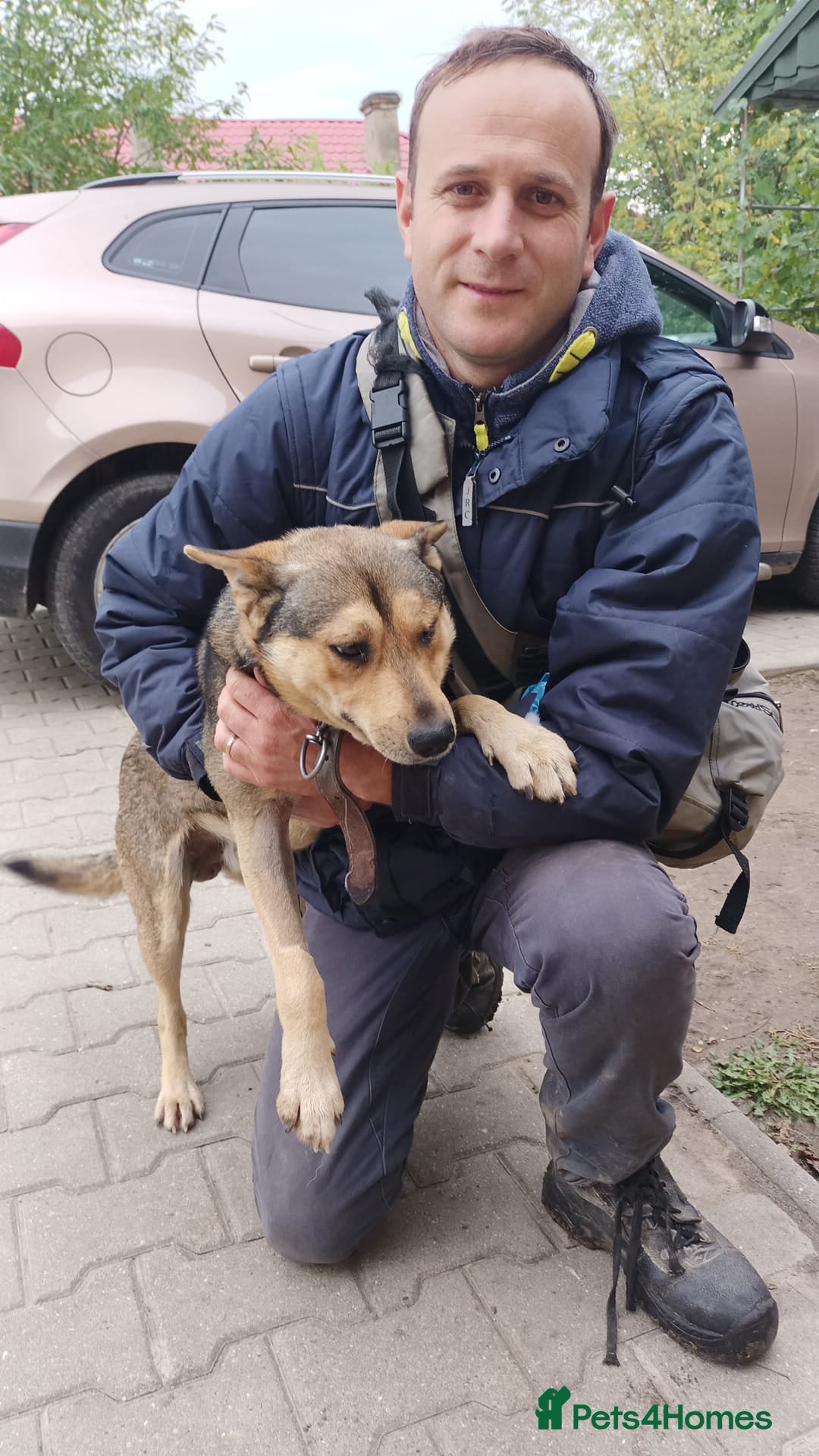 Mixed Breed dogs for adoption: 🐺 WOLFIE – A Brave Soul Ready for a New Life 🖤 - Advert 33