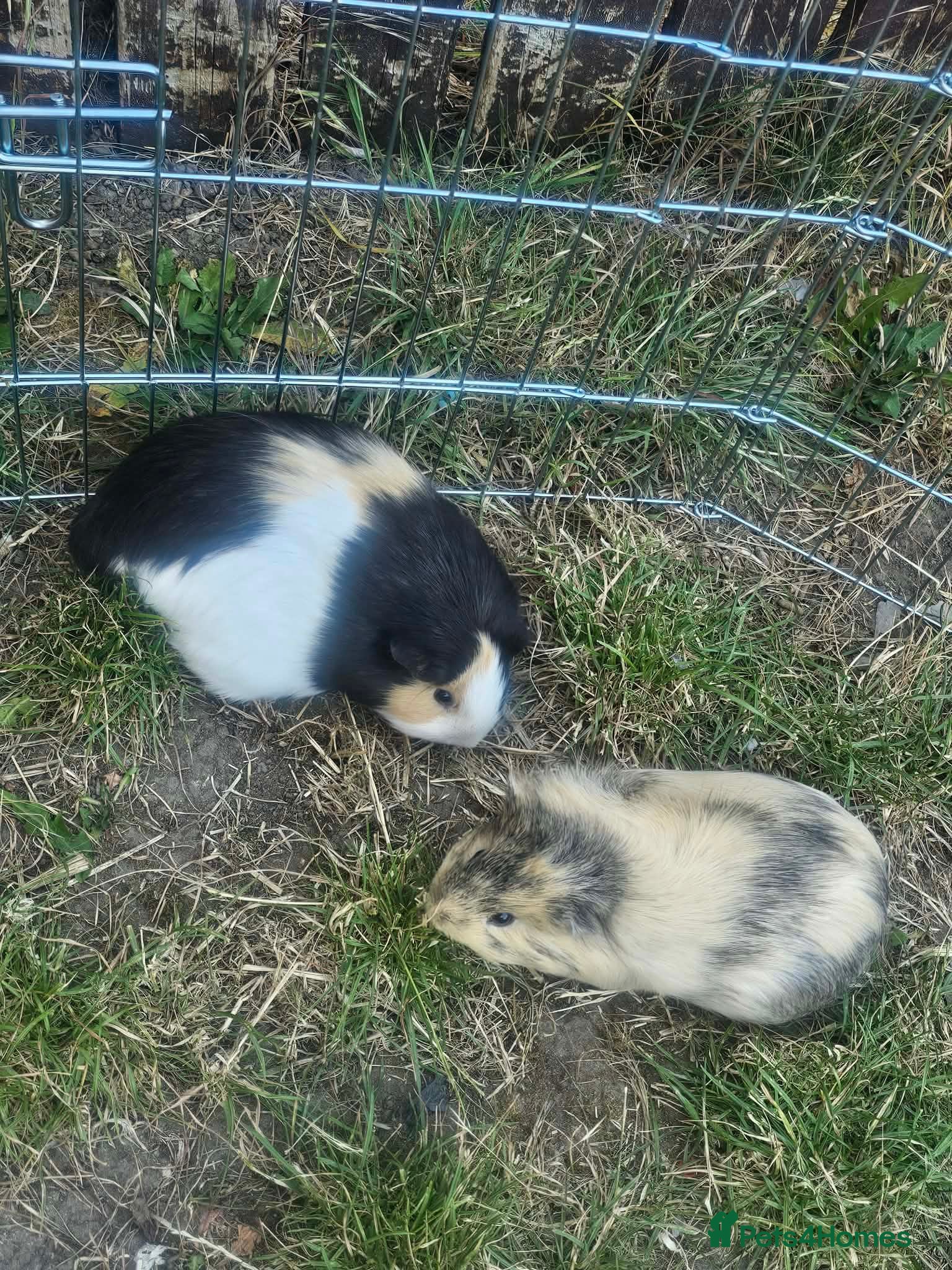 English Lop rabbits 2 female guinea pigs with cage  - Advert 8