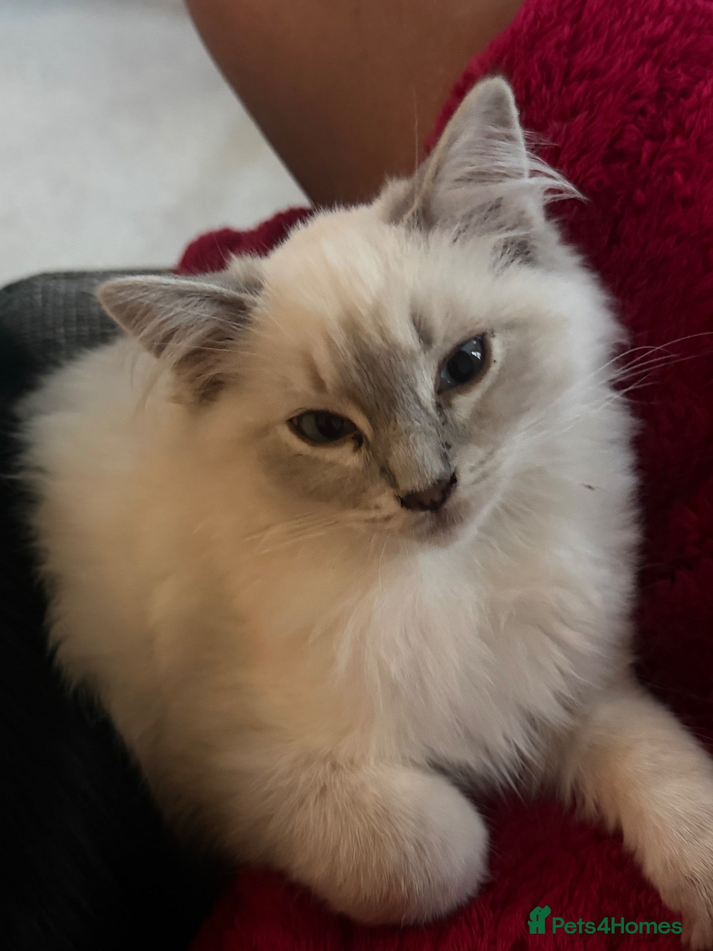 Ragdoll cats for sale: Our foster baby, tuna ❤️ - Advert 2