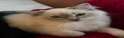 Ragdoll cats for sale: Our foster baby, tuna ❤️ - Advert 1