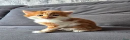 Mixed Breed cats for sale: Ginger fluffy boy - Advert 2