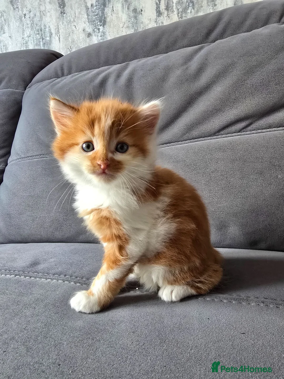 Mixed Breed cats for sale: Ginger fluffy boy - Advert 2