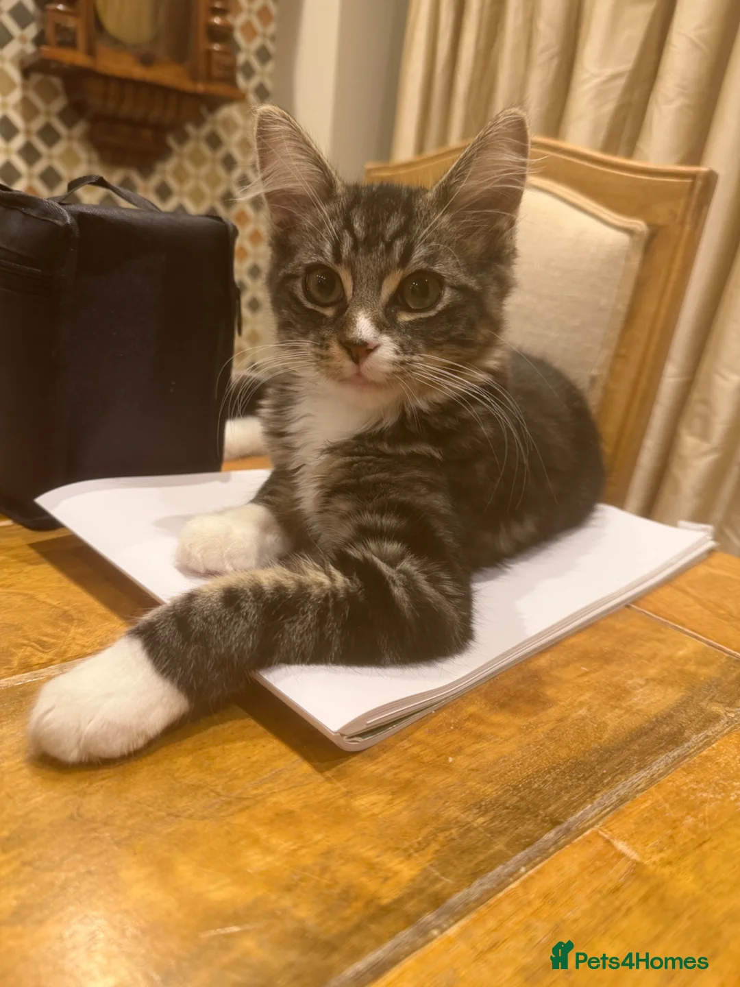 Mixed Breed cats for sale: Cuddly Mix Ragdoll Boy  - Advert 7