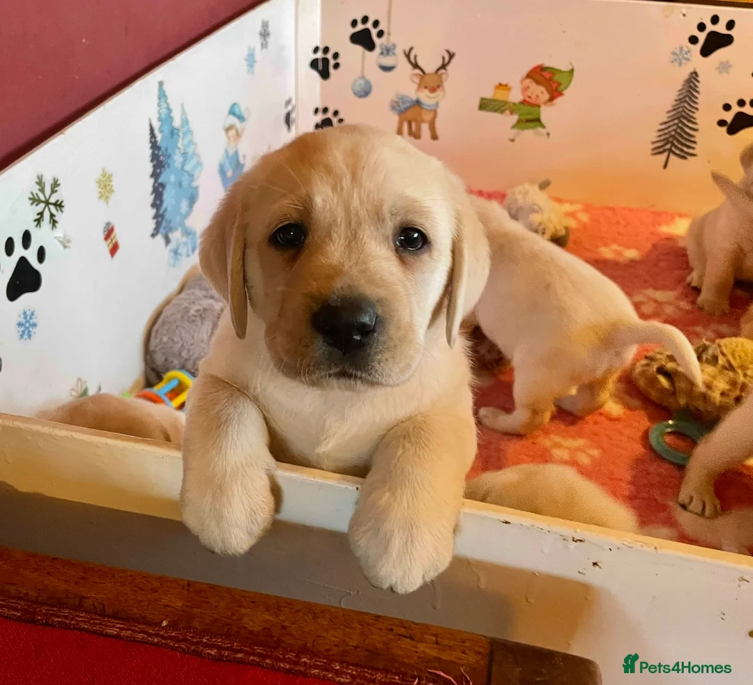 Labrador Retriever dogs for sale: Fabulous KC Champion Lines Labrador Puppies - Advert 6