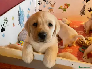 Labrador Retriever dogs Fabulous KC Champion Lines Labrador Puppies - Advert 4