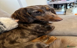 Miniature Dachshund dogs for sale: Bo & Evie mini dachshunds  - Image 12