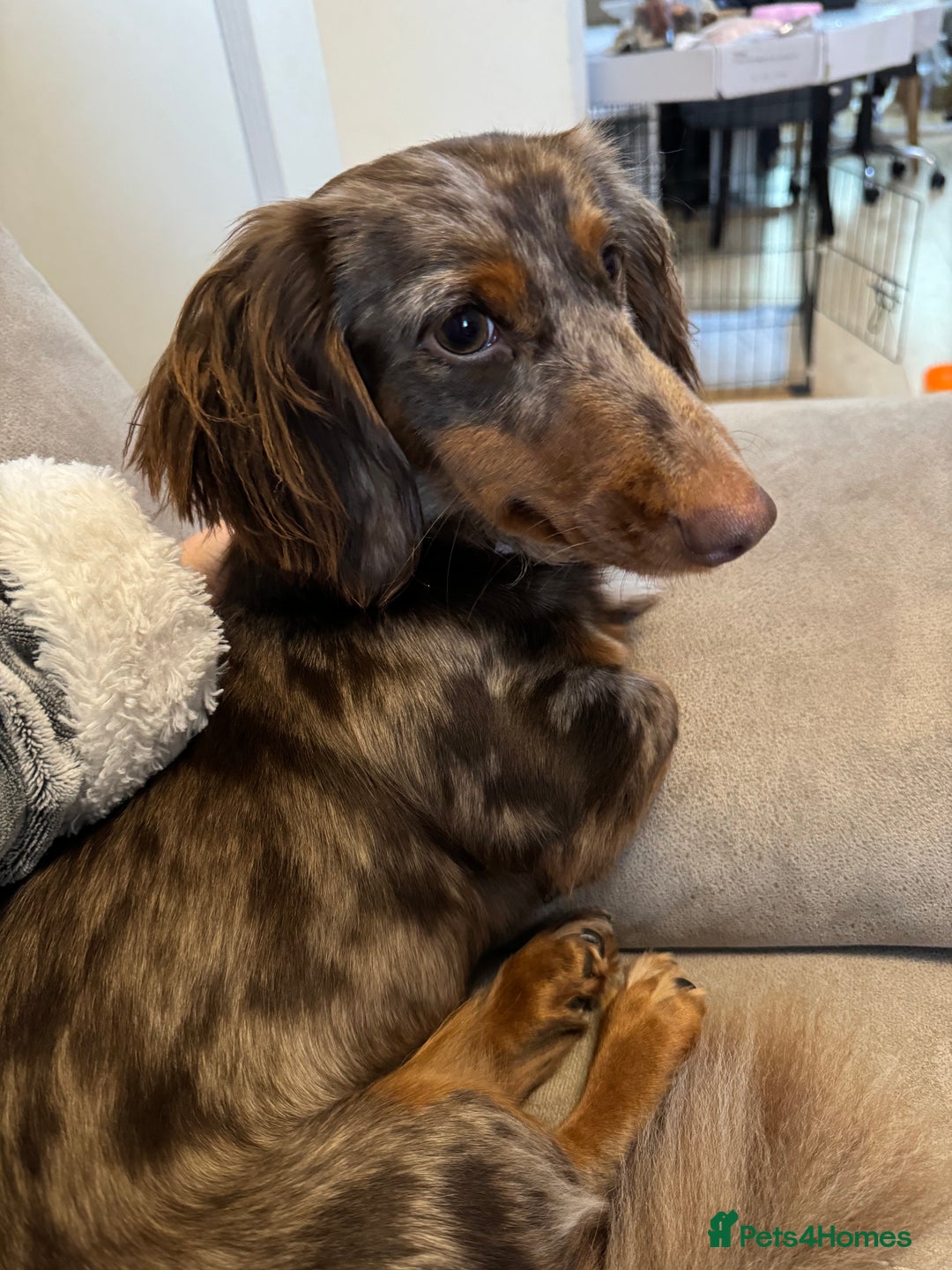 Miniature Dachshund dogs for sale: Bo & Evie mini dachshunds  - Image 12