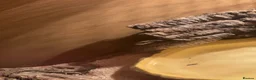 Corn Snake reptiles for sale: Corn Snake looking for a new home in Derby - Advert 9