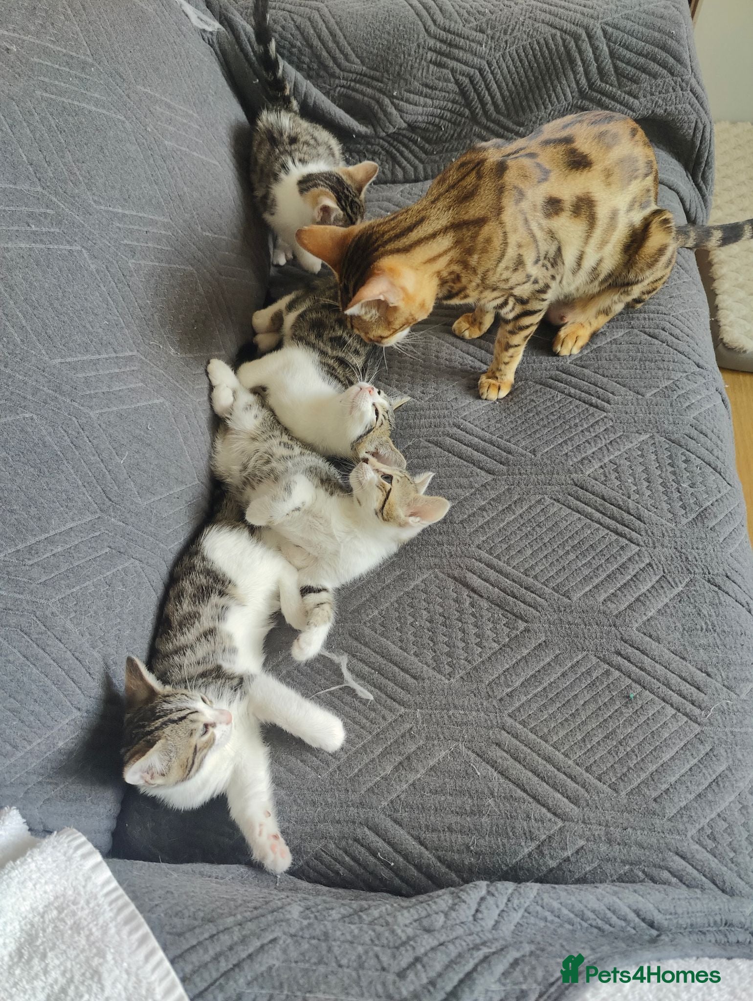 Mixed Breed cats  Nice litter of four Bengal mix. - Advert 1