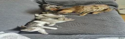 Mixed Breed cats for sale:  Nice litter of four Bengal mix. - Advert 1
