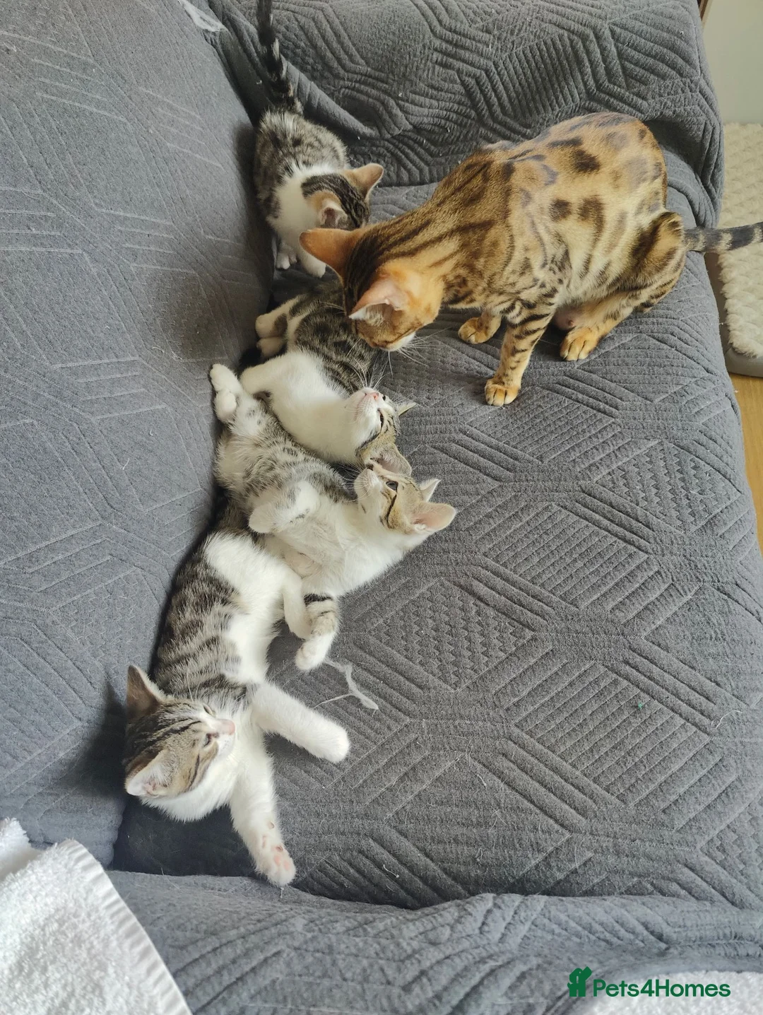 Mixed Breed cats for sale:  Nice litter of four Bengal mix. - Advert 1
