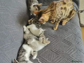 Mixed Breed cats Nice litter of four Bengal mix. - Advert 1